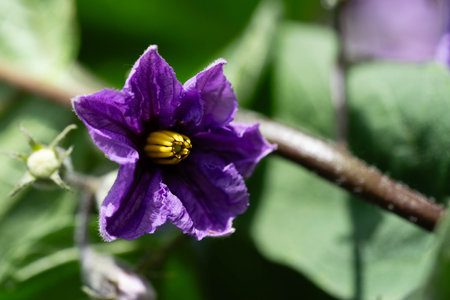 Flowers and fruits of the eggplant Solanum melongena
