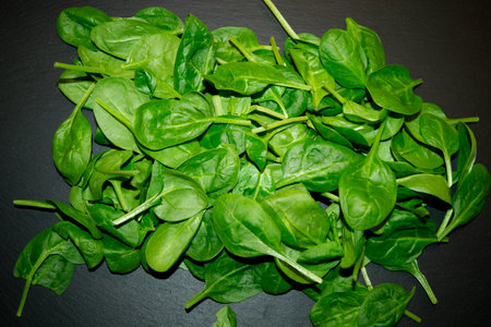 Fresh green spinach from the home gardenの写真素材