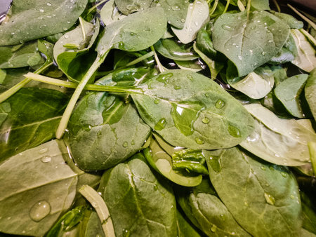 Fresh green spinach from the home gardenの写真素材