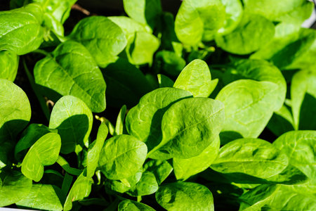 Fresh green spinach from the home gardenの写真素材