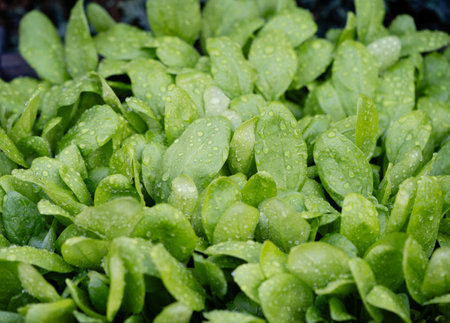 Fresh green spinach from the home garden
