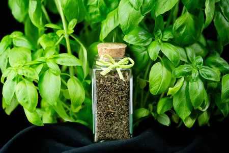 fresh dried basil Ocimum basilicum from our own gardenの写真素材