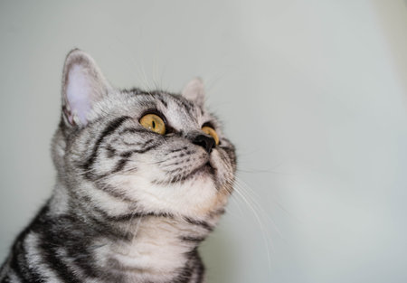 gray british short hair catの写真素材