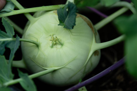 different types of kohlrabi Brassica oleracea from our own garden