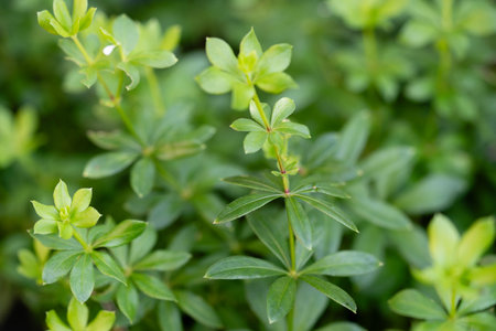Leaves of the woodruff plant Galium odoratum fresh and dried