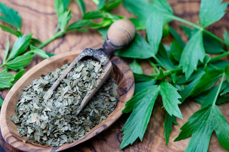 Leaves of the lovage plant Levisticum officinale fresh and driedの写真素材