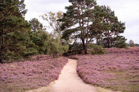 During the heather blossom in August on a mountain bike through the Fischbeker Heide nature reserve...