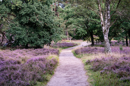 During the heather blossom in August on a mountain bike through the Fischbeker Heide nature reserve...