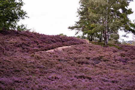 During the heather blossom in August on a mountain bike through the Fischbeker Heide nature reserve near Hamburgの写真素材