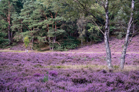 During the heather blossom in August on a mountain bike through the Fischbeker Heide nature reserve...