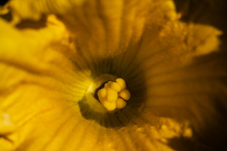 orange Hokkaido pumkin cucurbita maxima for a pumpkinsoup