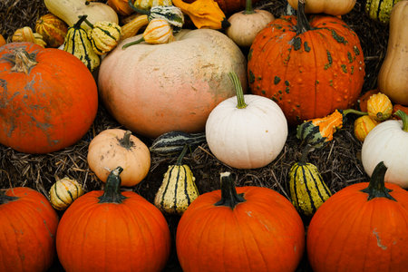 orange Hokkaido pumkin cucurbita maxima for a pumpkinsoup