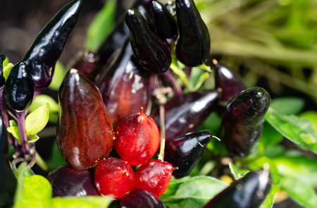 different kind of pepper hot and spicy