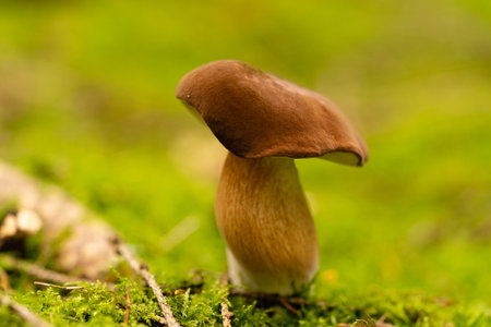 fresh wild mushrooms out of the forest