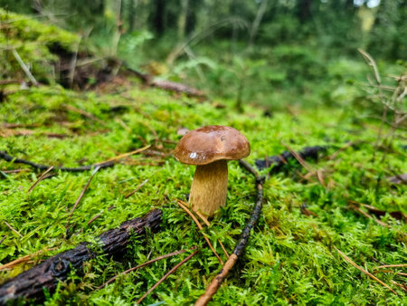 fresh wild mushrooms out of the forest