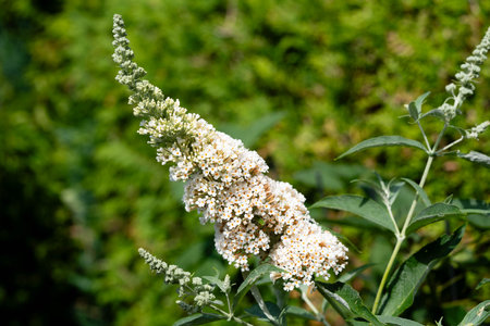 insects on the butterfly bush Buddleja davidii