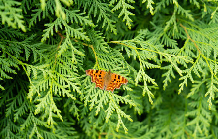 insects on the butterfly bush Buddleja davidiiの写真素材