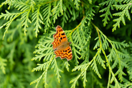 insects on the butterfly bush Buddleja davidiiの写真素材