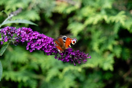 insects on the butterfly bush Buddleja davidiiの写真素材