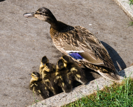 Mallard female Anas platyrhynchos with small chicksの写真素材