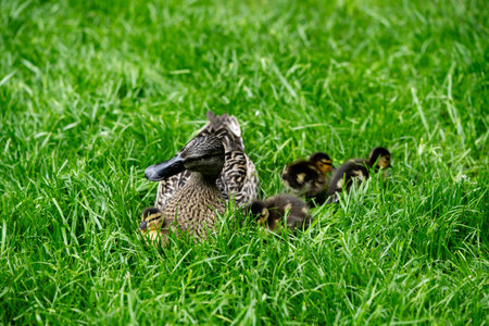 Mallard female Anas platyrhynchos with small chicks