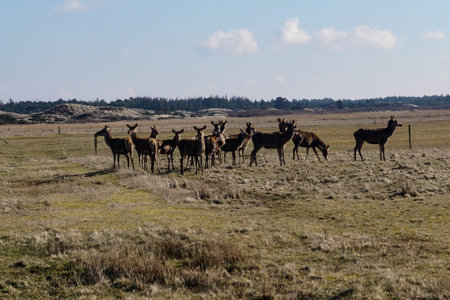 a group of wild deer in Blavand Denmarkの写真素材