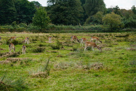 a group of wild deer in Blavand Denmark