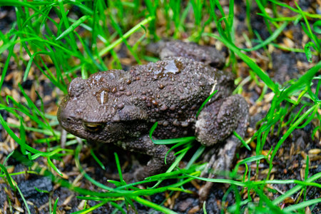 The common toad bufo bufo in the home garden