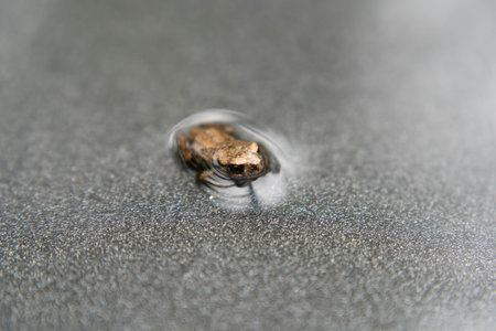 The common toad bufo bufo in the home gardenの写真素材