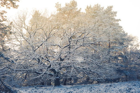 After the snow has fallen on a mountain bike through the Fischbeker Heide nature reserve near Hamburgの写真素材