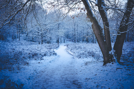 After the snow has fallen on a mountain bike through the Fischbeker Heide nature reserve near...