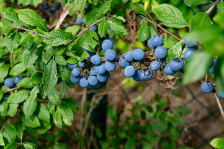 Harvesting fruits in the largest connected fruit growing area in Europe - Hamburg old landの写真素材