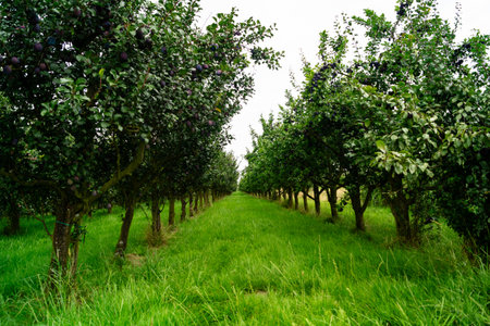 Harvesting fruits in the largest connected fruit growing area in Europe - Hamburg old land