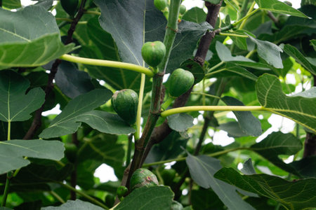 Harvesting fruits in the largest connected fruit growing area in Europe - Hamburg old land