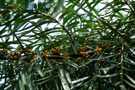 Sea buckthorns Hippophae rhamnoides at the beach of Holly Harbour