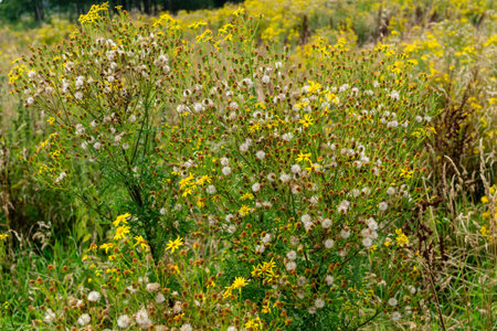 the poisonous yellow wildflower Jacobaea vulgaris