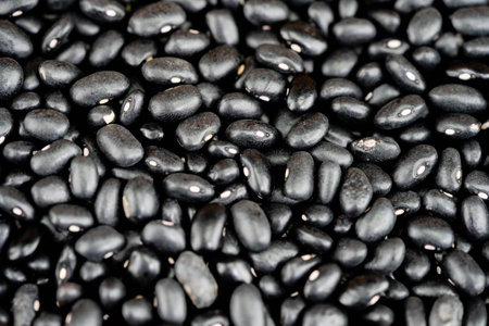 The black turtle bean is a small, shiny variety of the common bean Phaseolus vulgaris