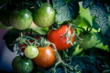 fresh or dried Tomatoes Solanum Lycopersicum for a salad or a soupの写真素材