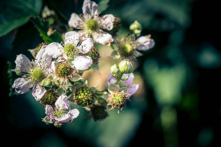 Rubus Blackberry wild forest flowersの写真素材
