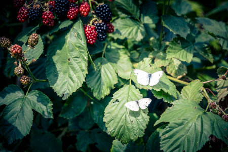 Rubus Blackberry wild forest flowers and fruitsの写真素材