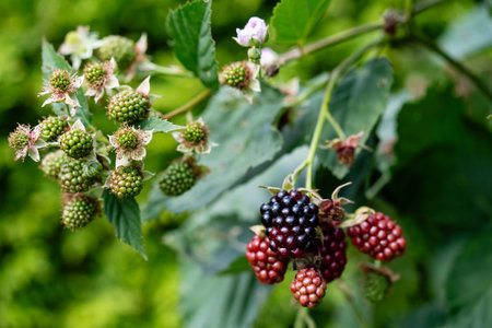 Rubus Blackberry wild forest flowers and fruits