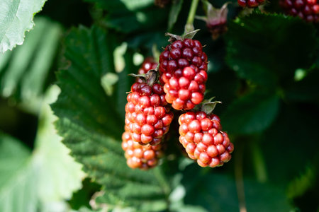 Rubus Blackberry wild forest flowers and fruits