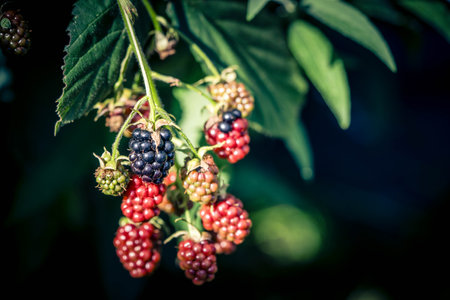 Rubus Blackberry wild forest flowers and fruits
