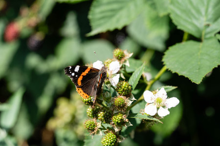 Red admiral butterfly on blackberry flowerの写真素材