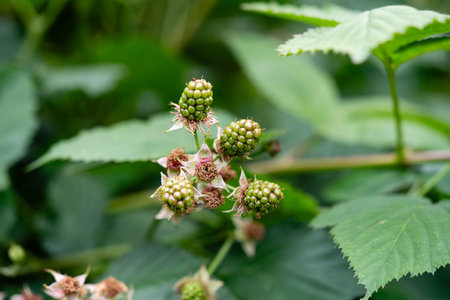 Rubus Blackberry wild forest flowers and fruits