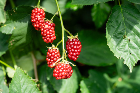 Rubus Blackberry wild forest fruits