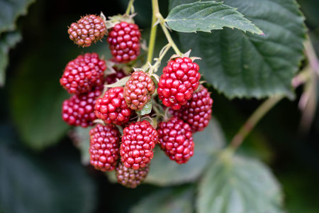 Rubus Blackberry wild forest fruits