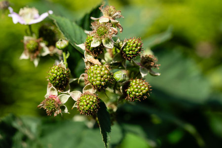 Rubus Blackberry wild forest flowers and fruitsの写真素材