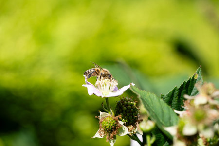 Blackberry wild forest flowers and fruits