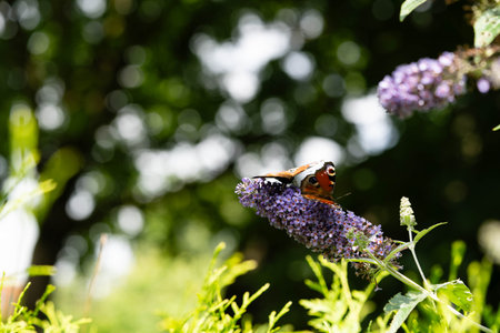 Buddleja davidii the butterfly bush
